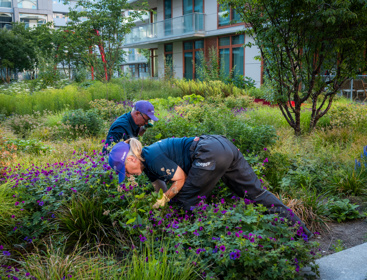 Hoveniers In Het Groen