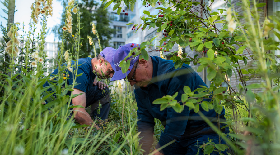 Vebegogroenjuni2025 4356