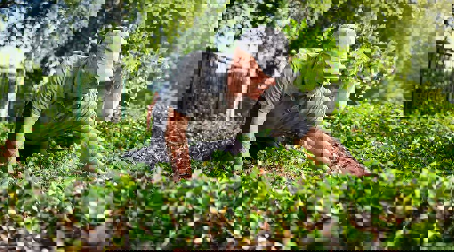 Zandbeek Vebego 2348 V2